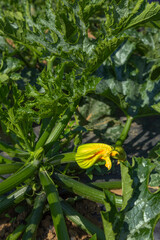  Young zucchini plant with flowers and fruits - 637590880
