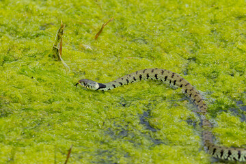 Young grass snake (Natrix natrix) with darting tongue - 637590882