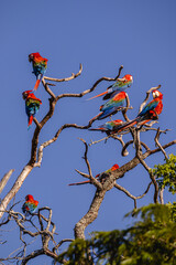 arara vermelha na cidade de Jardim, Estado do Mato Grosso do Sul, Brasil