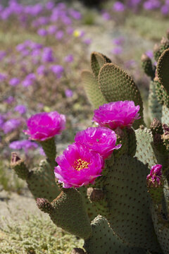 magenta flowers of a beavertail cactus plant, blooming in the Anza Borrego Desert State Park amid a field of wildflowers