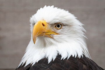 Fototapeta premium Close-up shot of a bald eagle's face. Imposing animal of great strength and beauty.