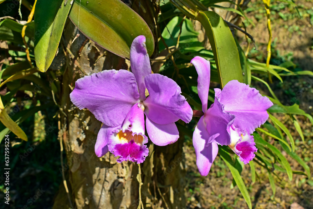 Wall mural lilac orchids on garden in sao paulo, brazil