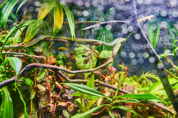 Snake in terrarium full of green plants with blurred water droplets on glass