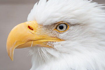 Close-up shot of a bald eagle's face. Imposing animal of great strength and beauty.