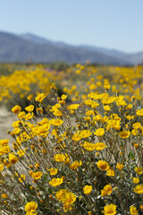 Field of yellow Desert Sunflowers with mountains in the background, from Anza Borrego Desert State Park. Taken during the 2019 superbloom.