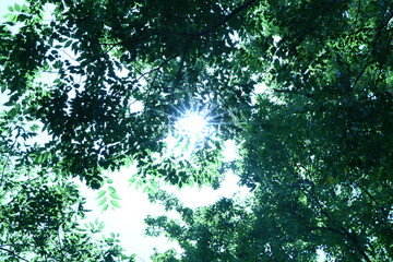 Fototapeta premium sun rays in the forest
