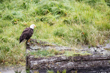 Photograph of a bald eagle perched on a log in its natural habitat.