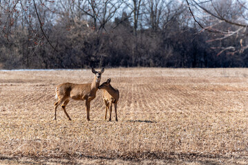 Naklejka na ściany i meble White-tailed Deer In A Harvested Field In Spring In Wisconsin