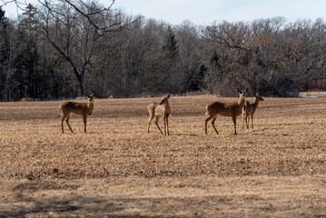 Naklejka na ściany i meble White-tailed Deer In A Harvested Field In Spring In Wisconsin
