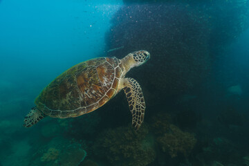 Obraz na płótnie Canvas green sea turtle swimming in a bad visibility day