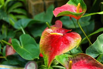 ひっそりと咲くアンスリウムの花

