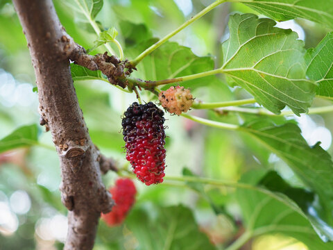 Black ripe and red unripe mulberry on the branch of tree. Closeup photo, blurred.