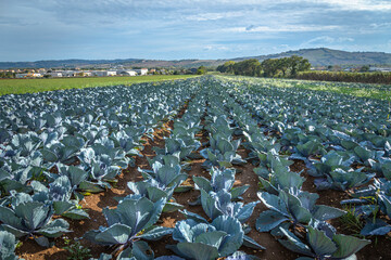 Red Cabbage growing in a farm field ready for cutting vitamins A, C, K, and the minerals potassium and manganese, under blue sky - 637603092