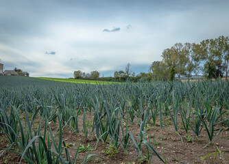 Farm fields with rows of growing organic green leek onion - 637603400