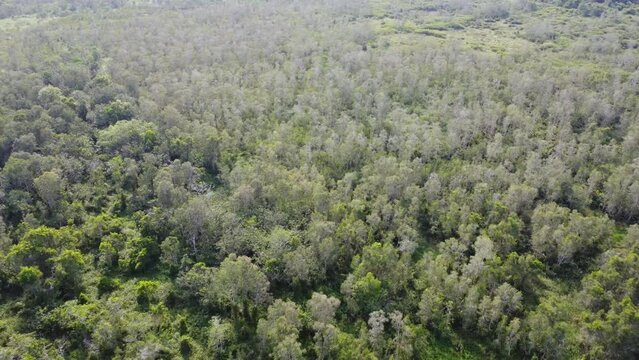 Aerial view of oil palm plantation surrounded by seba small river in south kalimantan, Palm oil industrial area