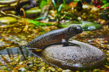 Obraz premium Black lizard with tail and back legs still in water and standing on partially submerged rock