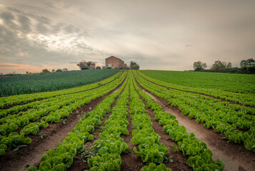 Fototapeta na wymiar Young endive plats growing in the vegetable garden under a cloudy sky near an old rural house
