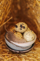 Quail eggs with feathers in clay cups . speckled eggs and brown fluffy feathers.Animal...