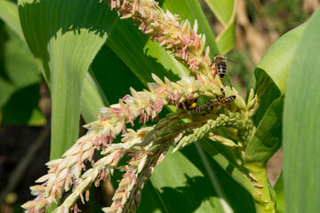 Three diligent bees on corn tassels, gathering pollen for pollination. Closeup view of bees pollinating corn in warm summer weather. Agricultural pollination concept