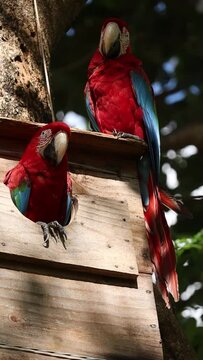 arara vermelha na cidade de Jardim, Estado do Mato Grosso do Sul, Brasil