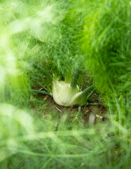 Natural Fennel Bulb in garden bed. Annual fennel, Foeniculum vulgare azoricum. - 637604811