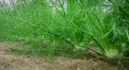 Row of fennel bulbs in natural flowerbed. Annual fennel, Foeniculum vulgare azoricum. - 637605048