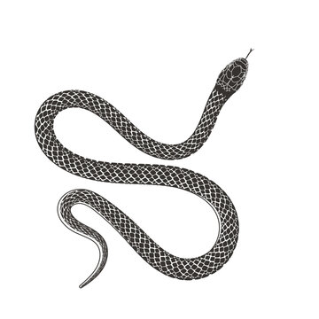 Isolated Black Serpent Snake Silhouette Illustration Vector Tattoo