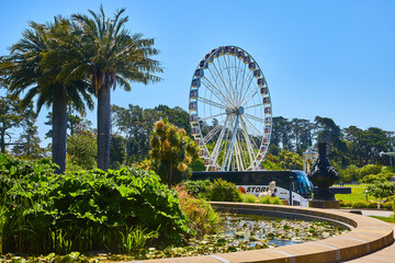 Small pond with lily pads and green plants with bus and Ferris wheel in background