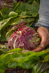 Hand holding a round red chicory that grows in the cold of a countryside - 637605495