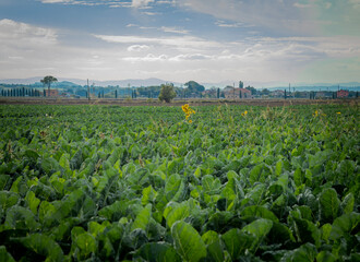 View of field planted with ripening green chard cultivars. Popular leafy vegetable crop - 637605674