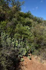 Fototapeta na wymiar Cactus in calden forest landscape, La Pampa province, Patagonia, Argentina.