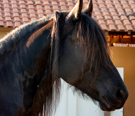 Beautiful black horse. Head in detail. Sunny day. 