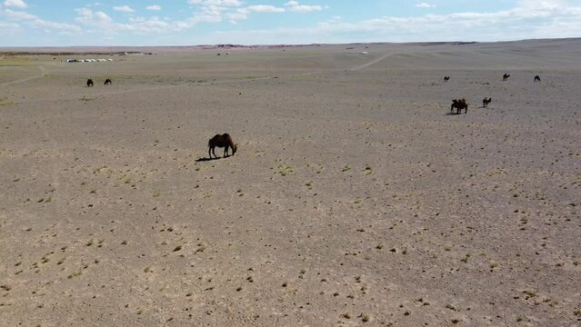 Mongolia Gobi Desert Drone 4K Sky nature bayanzag mountain camel 
