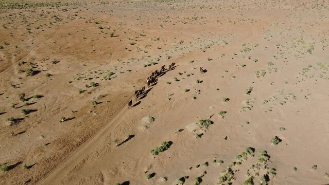 Mongolia Gobi Desert Drone 4K Sky nature bayanzag mountain camel 
