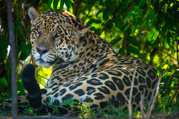 Jaguar, Pantanal, Brazil