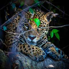 Jaguar, Pantanal, Brazil
