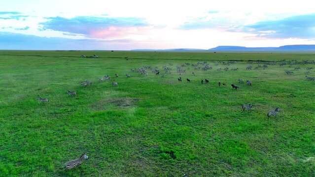 Aerial Forward Over Zebras And Wildebeest Running On Grassland Against Sky At Sunset - Arusha, Tanzania
