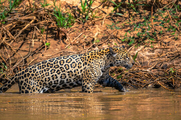 Jaguar, Pantanal, Brazil