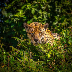 Jaguar, Pantanal, Brazil
