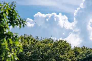 瑞々しい新緑と青空と雲