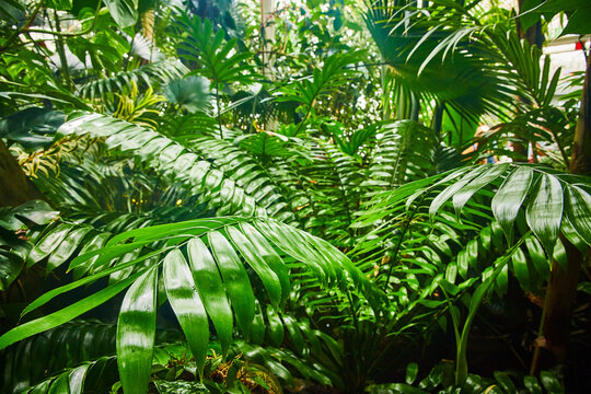 Close up of waxy green leaves amidst a jungle of plants