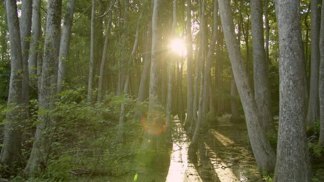 Sunlight Glares through the Cypress Trees in a Swamp Bayou