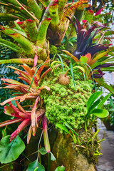 Colorful variety of plants growing together on cluttered wall with blurry pathway nearby