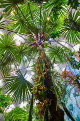 Obraz premium Upward view of large tropical tree in artificial rainforest biome inside dome