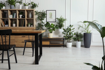 Fototapeta na wymiar Table with chairs and wooden shelving unit, books and many potted houseplants in stylish room