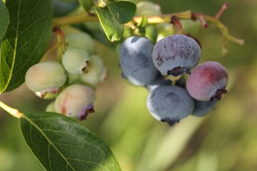 Wild blueberries growing outdoors, closeup. Seasonal berries
