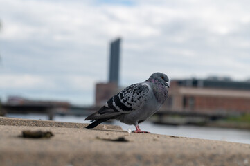 Pigeon at a river bank