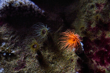 Fototapeta na wymiar Saltwater aquarium with vibrant orange sea anemone with purple sandy bottom