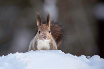 雪の中のエゾリス