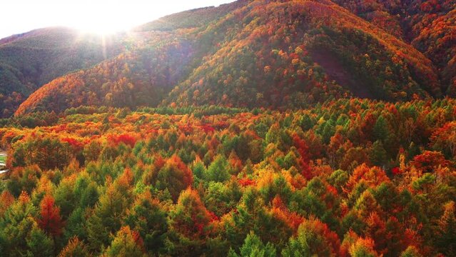Autumn landscape in the mountains, colorful forest and sunlight